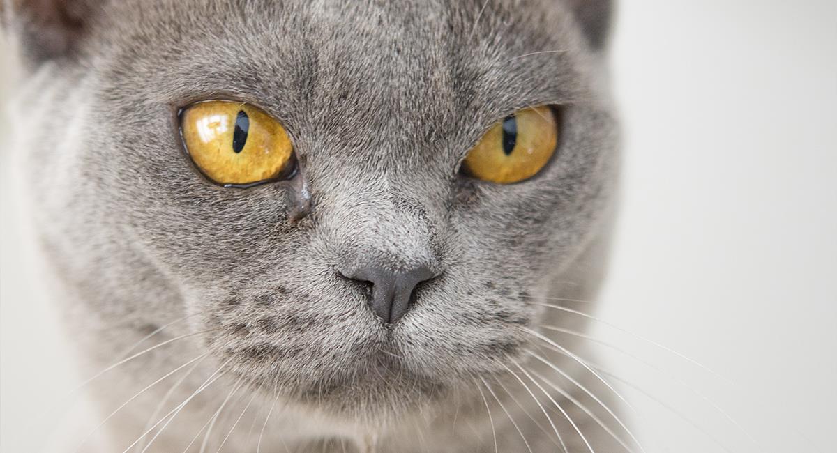 Los gatos imitan la personalidad de sus dueños. Foto: Pexels