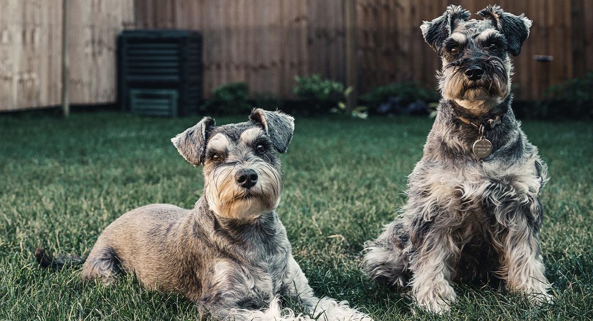 Estudios revelan que los perros son expertos manipulando a sus dueños. Foto: Pexels