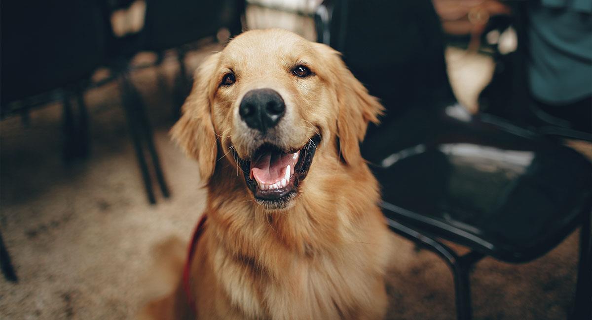 Los perros tienen emociones similares a las de los humanos. Foto: Pexels
