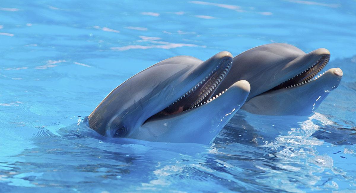 Delfines se unen cuando detectan una potencial amenaza. Foto: Pexels