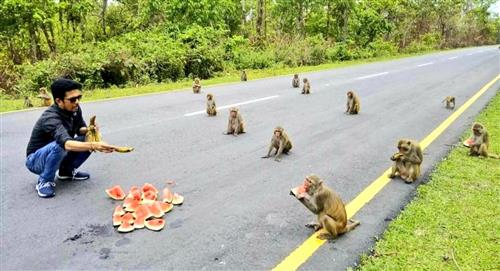 Monos se vuelven viral al respetar el distanciamiento social