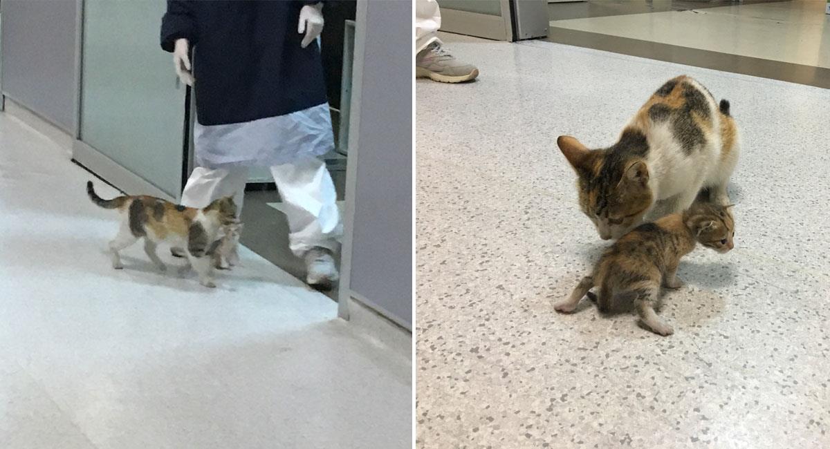 Una gatita llevó a su cría enferma a urgencias de un hospital. Foto: Twitter