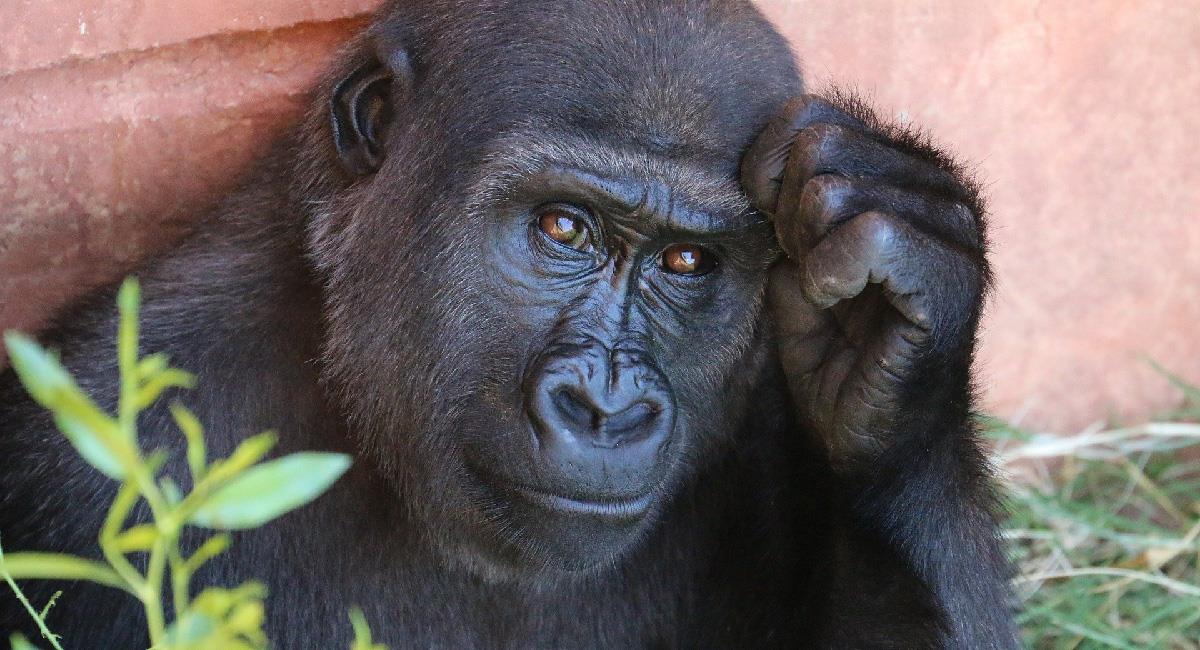 Avistan bebés de gorilas en grave peligro de extinción en Nigeria. Foto: Pixabay