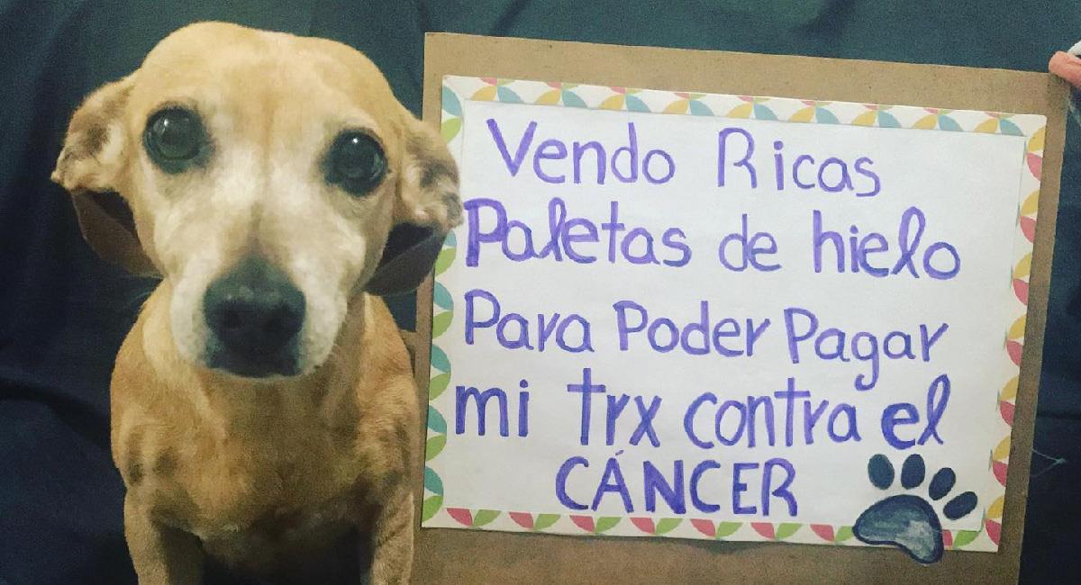 Perrita vende paletas de hielo para su tratamiento contra el cáncer. Foto: Facebook