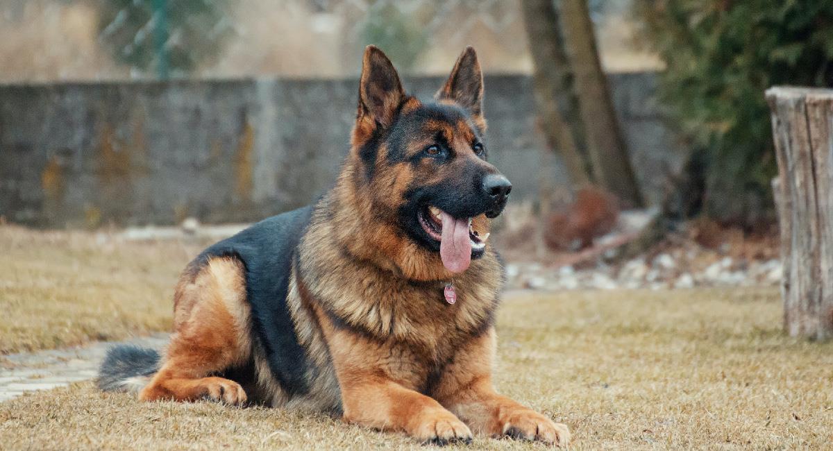 Muere el primer perro diagnosticado con COVID-19 en EEUU. Foto: Pexels
