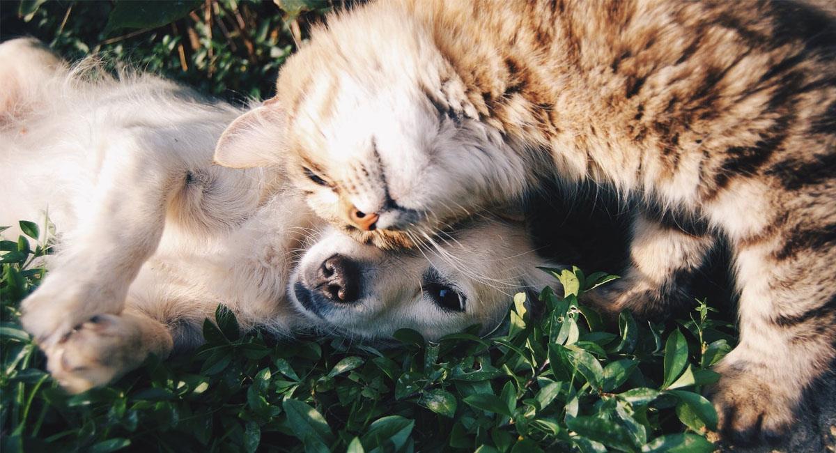 ¿Por qué los perros y gatos comen hierba?. Foto: Pexels