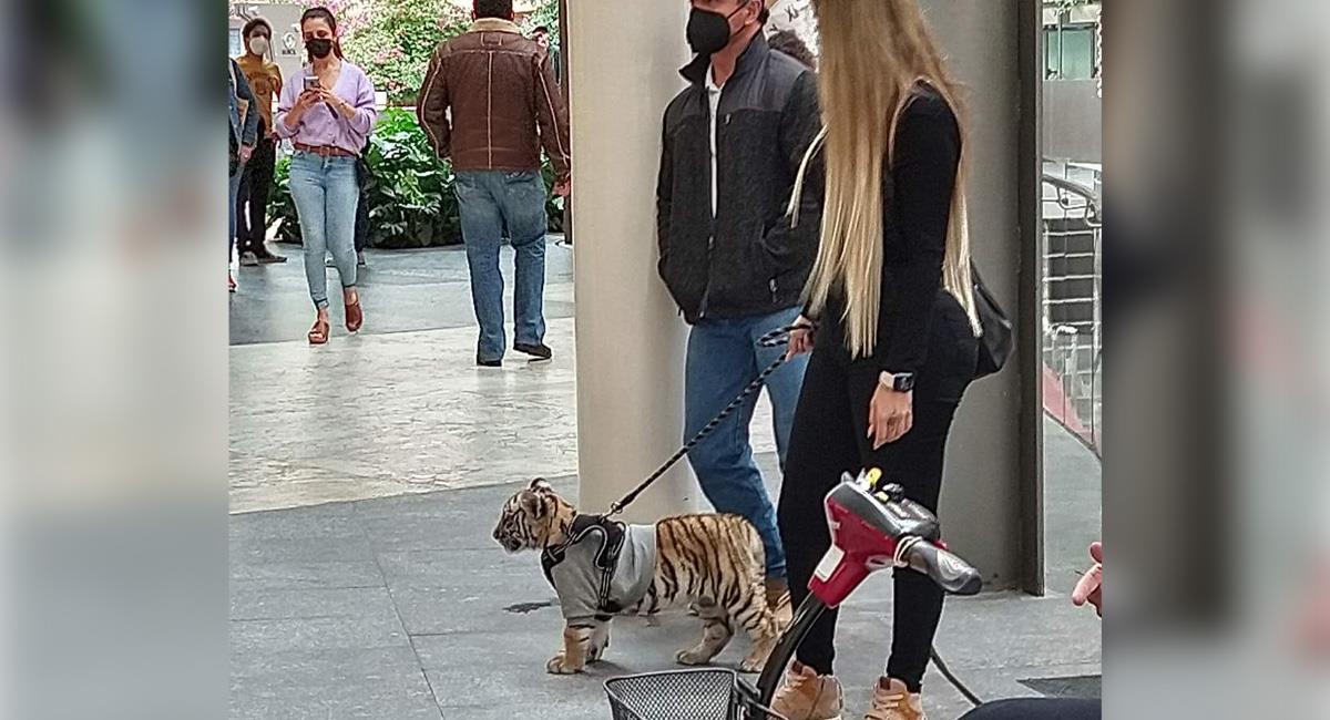 Pasear perros es cosa del pasado, lo de hoy es tener un tigre de bengala. Foto: Twitter @ZaiPorras