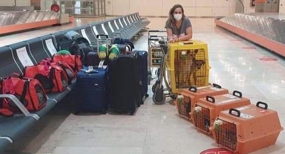 Mujer se muda de país con sus 7 gatos y 2 perros. Foto: Facebook Ana Claudia
