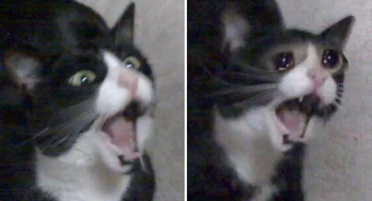 Murió la gatita del meme la “gata que grita”. Foto: Twitter