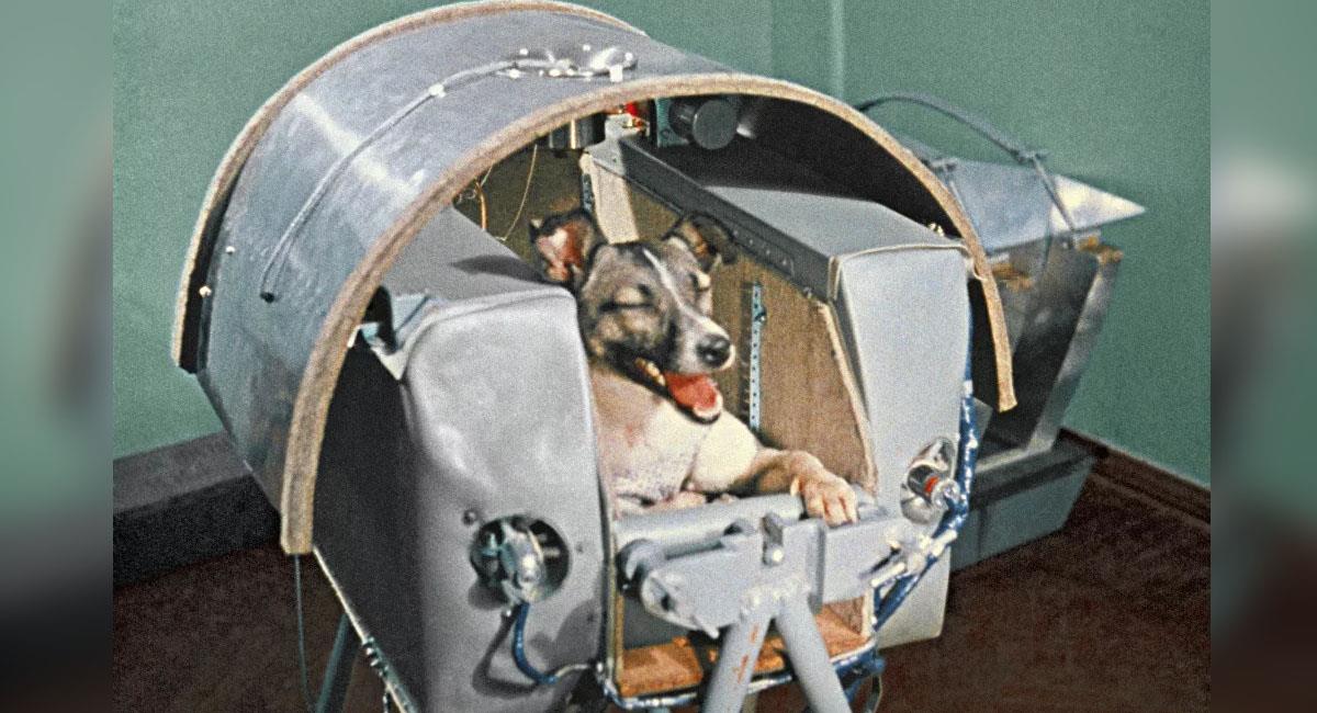 Laika, la perrita que llegó al espacio y no volvió. Foto: Sputnik