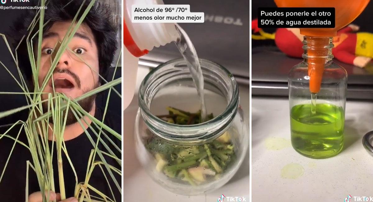 Peruano enseña a hacer perfumes con hierba luisa en Tik Tok. Foto: TikTok @danieltodista