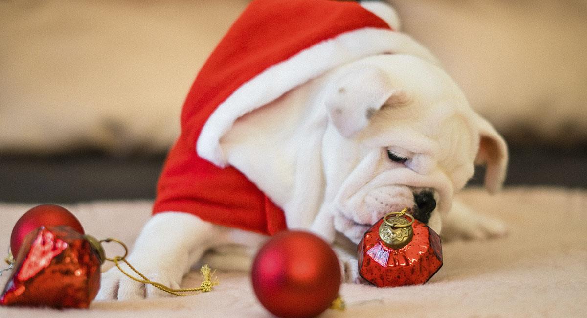 Navidad: ¿A qué peligros se exponen nuestras mascotas?. Foto: Pexels