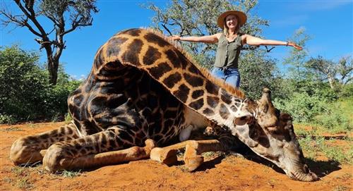 Mujer mató a una jirafa para ayudar a los animales en peligro de extinción