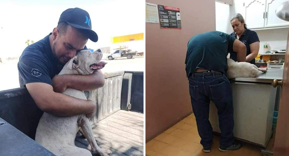 Perrito con cáncer da su último paseo por la ciudad antes de dormir para siempre. Foto: Facebook Jesús Villelas