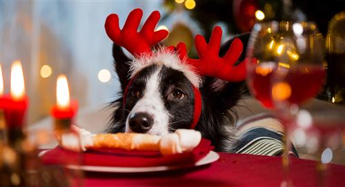 ¿Cómo calmar a tu perro en Navidad?
