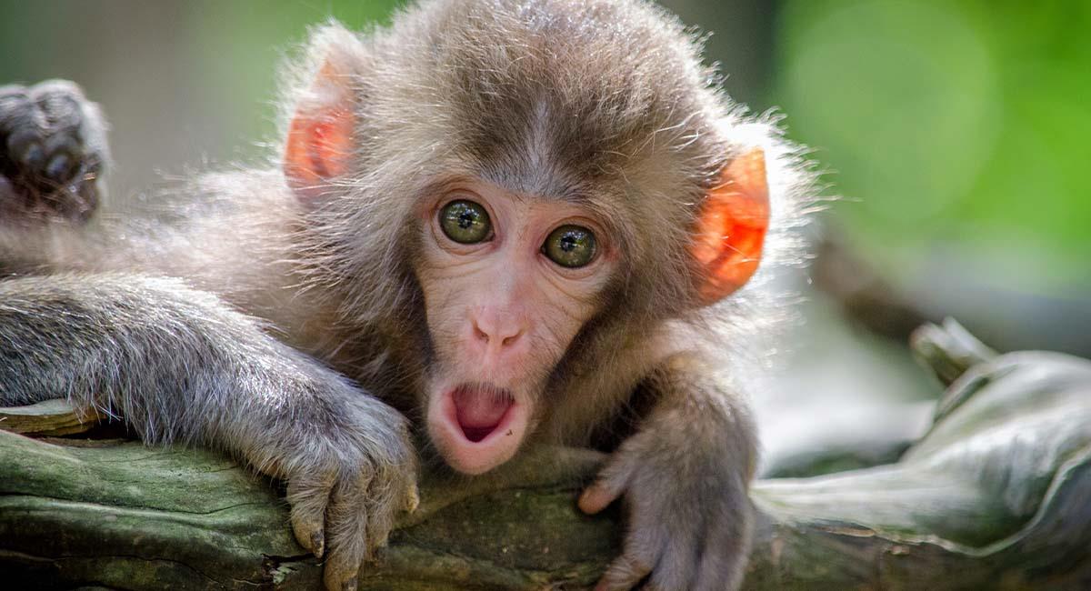 ¿Tiene cura la viruela del mono?. Foto: Unsplash