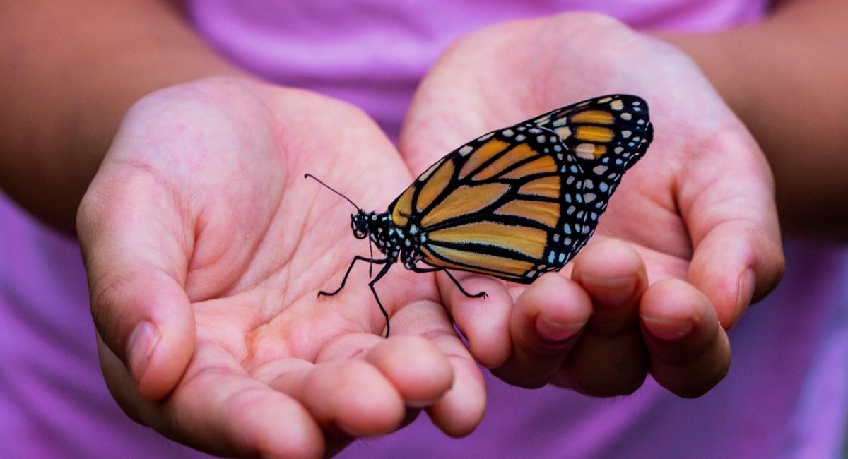 ¿Qué significa que una mariposa visite tu casa?. Foto: Unsplash