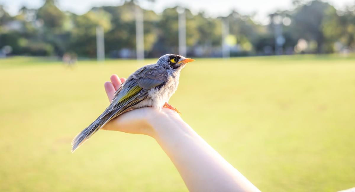 Conoce el significado de encontrar plumas de aves en tu casa. Foto: Freepik