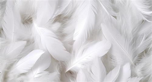 ¿Sabes el significado de encontrar una pluma blanca de ave en tu casa?
