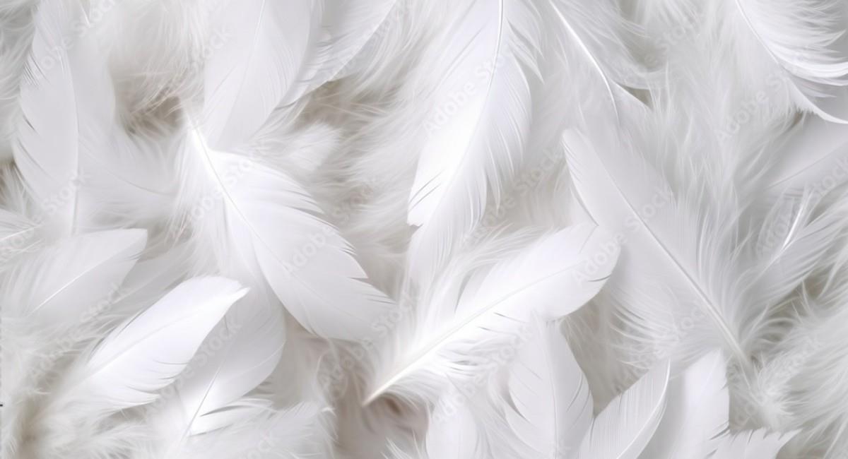 ¿Sabes el significado de encontrar una pluma blanca de ave en tu casa?. Foto: Freepik