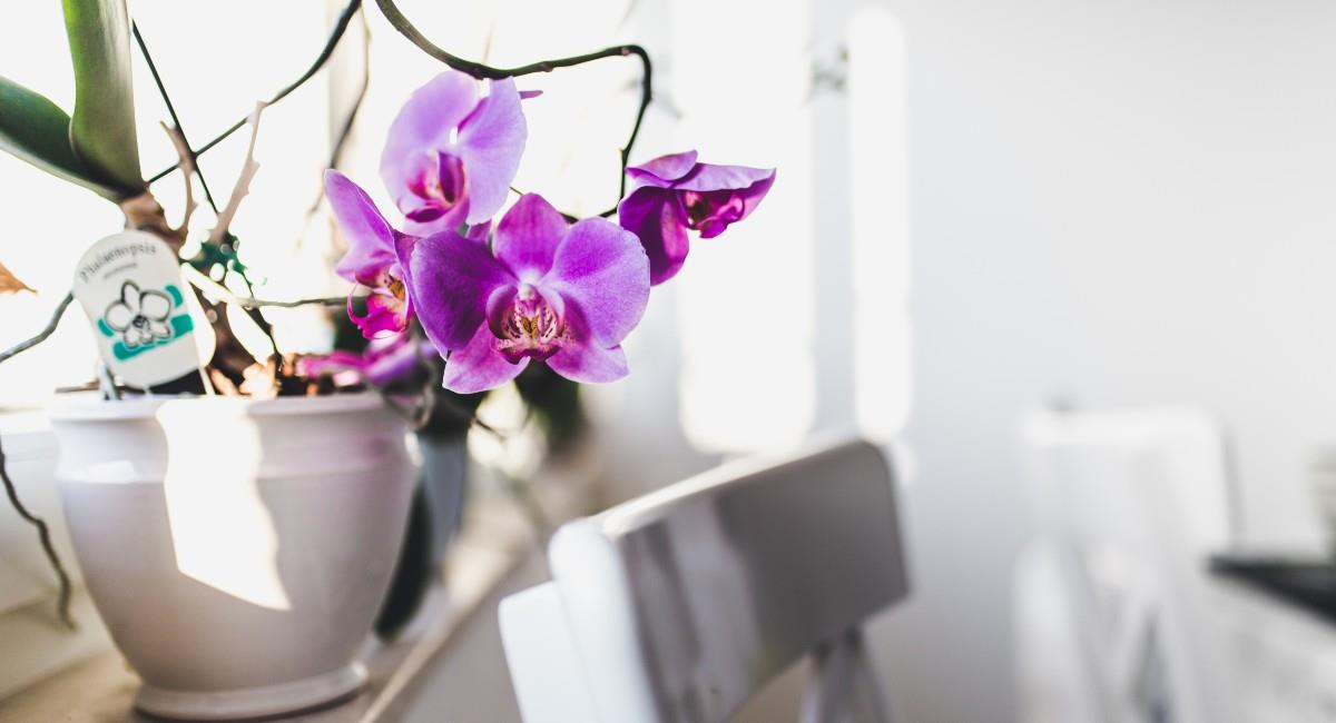 ¿Dónde poner las orquídeas para atraer el dinero y la abundancia?. Foto: Freepik