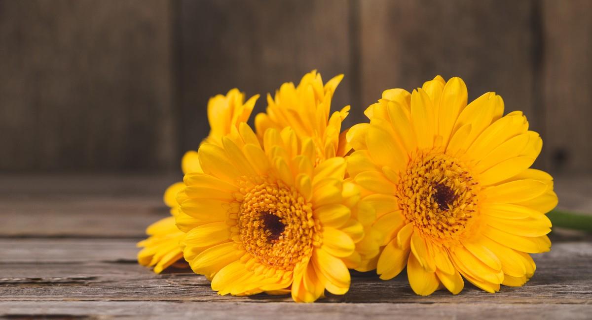 Conoce los motivos por los cuales se regalan flores amarillas los 21 de septiembre. Foto: Freepik
