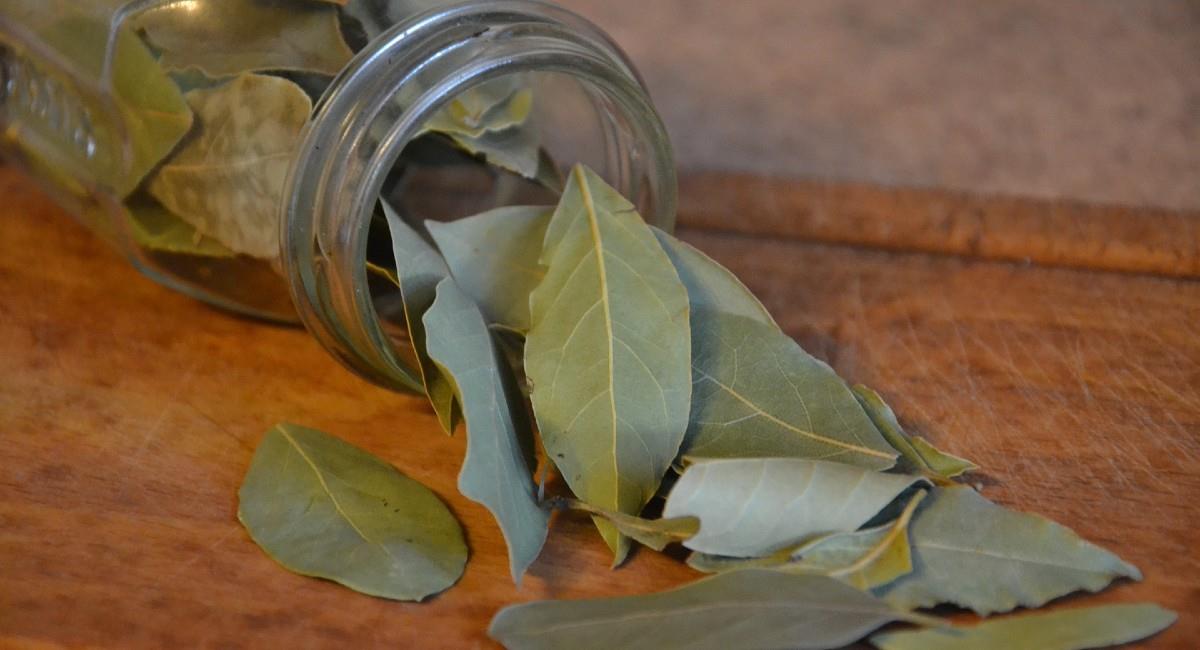 Descubre por qué es bueno colocar hojas de laurel en los baños. Foto: Freepik