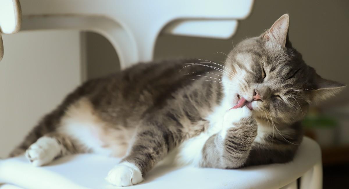 ¿Qué significa soñar con gatos?. Foto: Pexels