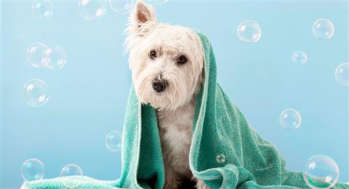 ¿Cada cuánto se baña a un perro?