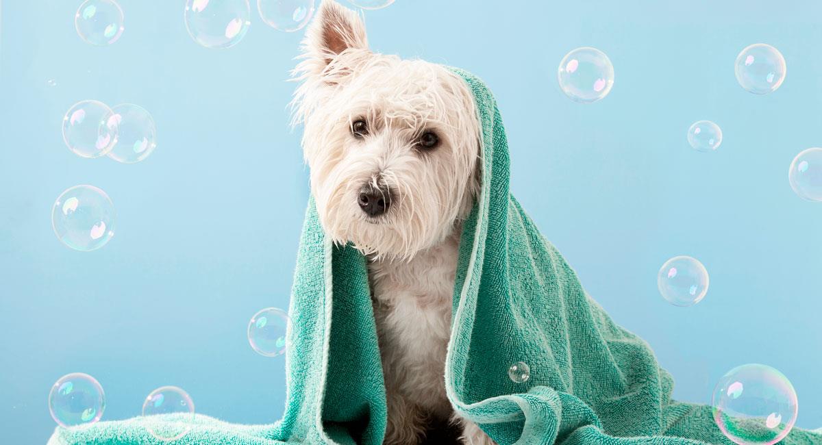 Un perrito también necesita un aseo constante en casa. Foto: Shutterstock