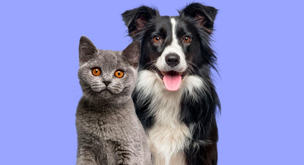 Perros vs Gatos. Foto: Shutterstock
