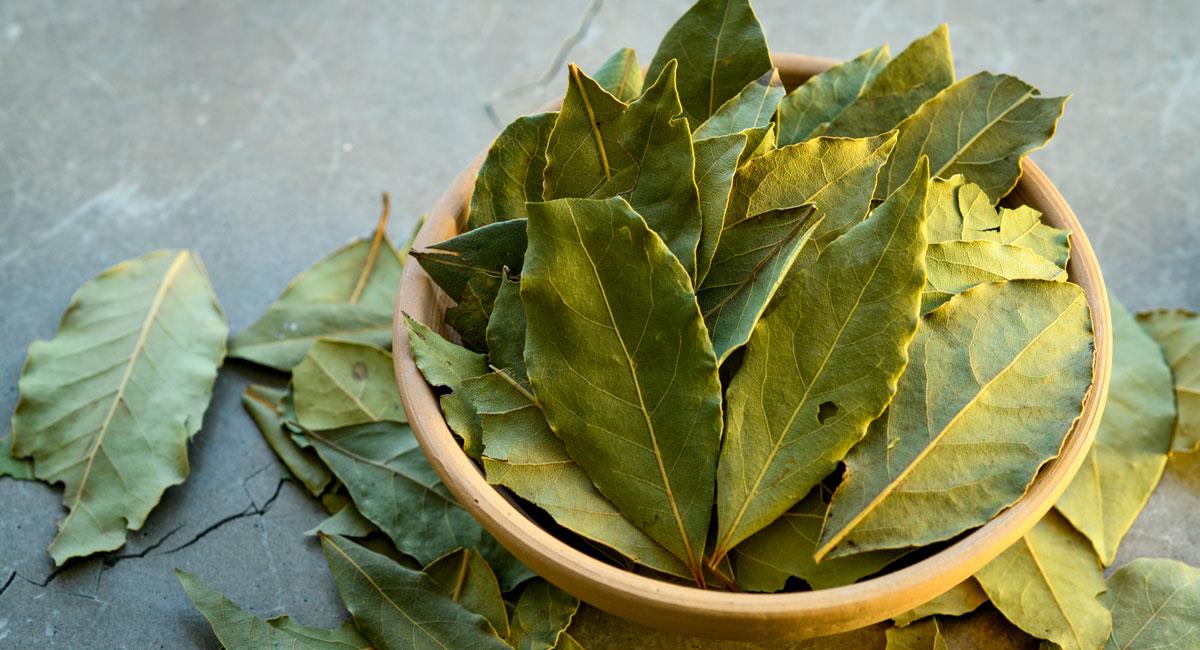 Los poderes de las hojas de laurel. Foto: Shutterstock