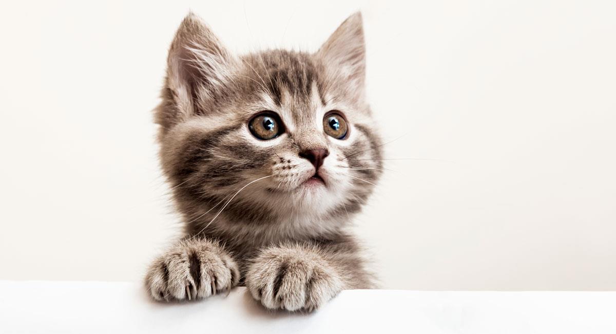Cuánto vive un gato. Foto: Shutterstock