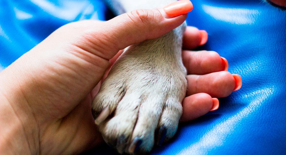 Cómo honrar la muerte de una mascota. Foto: Shutterstock