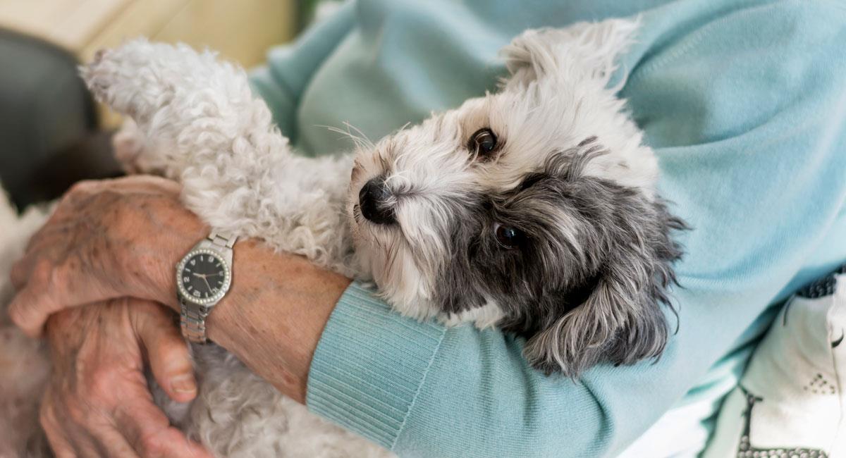 Abuelita deja casi 3 millones de dólares a sus mascotas. Foto: Shutterstock