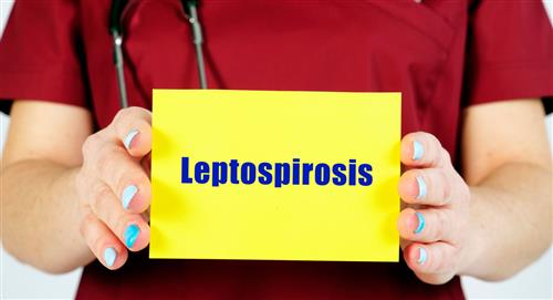 Leptospirosis afecta a tu mascota y puede contagiarte