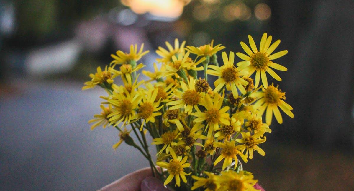 Frases para que tu novio te regale flores amarillas el 21 de marzo. Foto: Pexels Mia.S