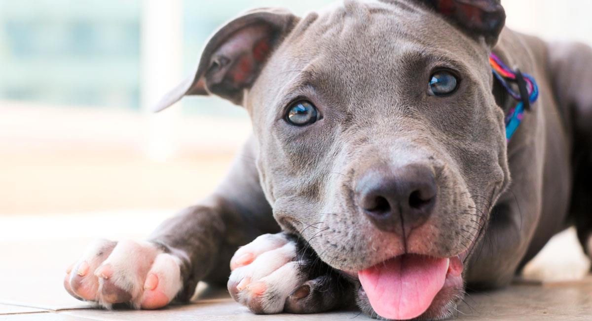 La historia de una perrita pitbull salvó la vida de su humana en Estados Unidos. Foto: Shutterstock