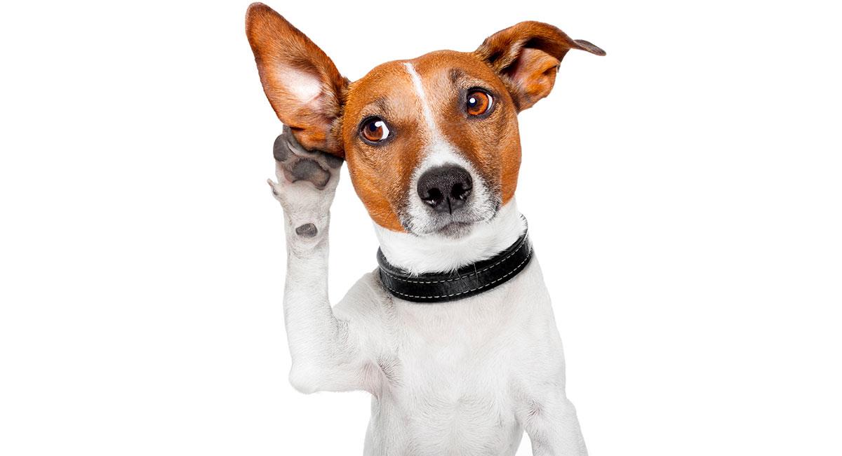 Un estudio prueba que los perros entienden a las personas. Foto: Shutterstock