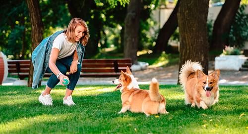 Estudio científico revela que pasear a tu perro reduce el estrés