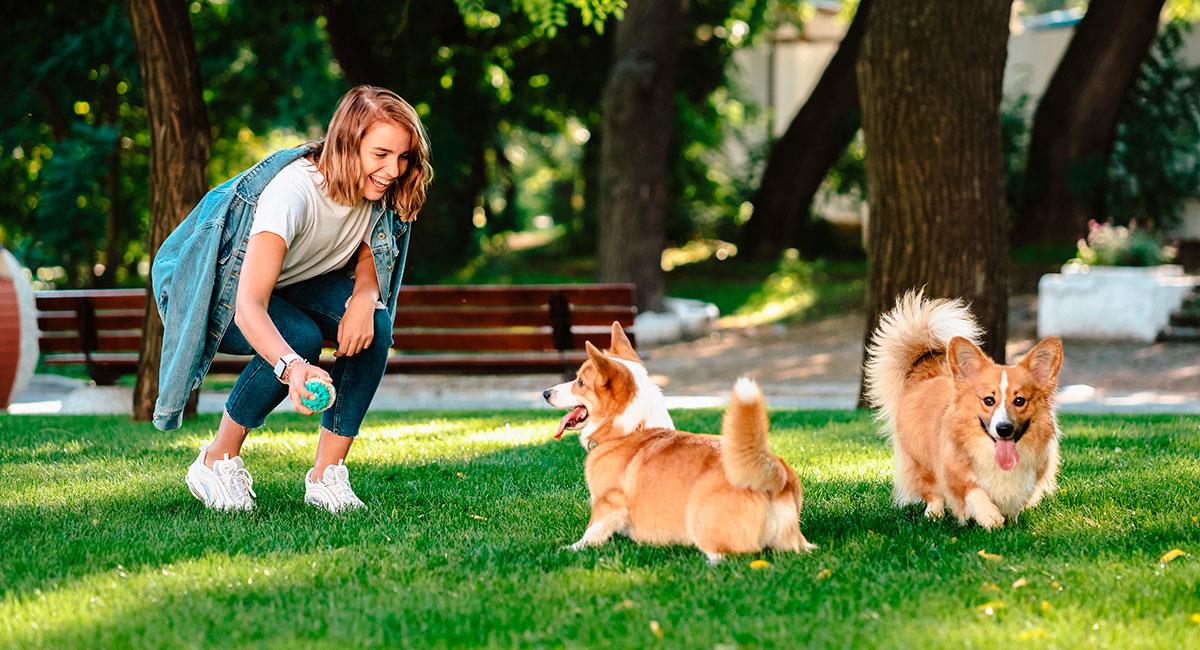 Estudio científico revela que pasear a tu perro reduce el estrés. Foto: Shutterstock