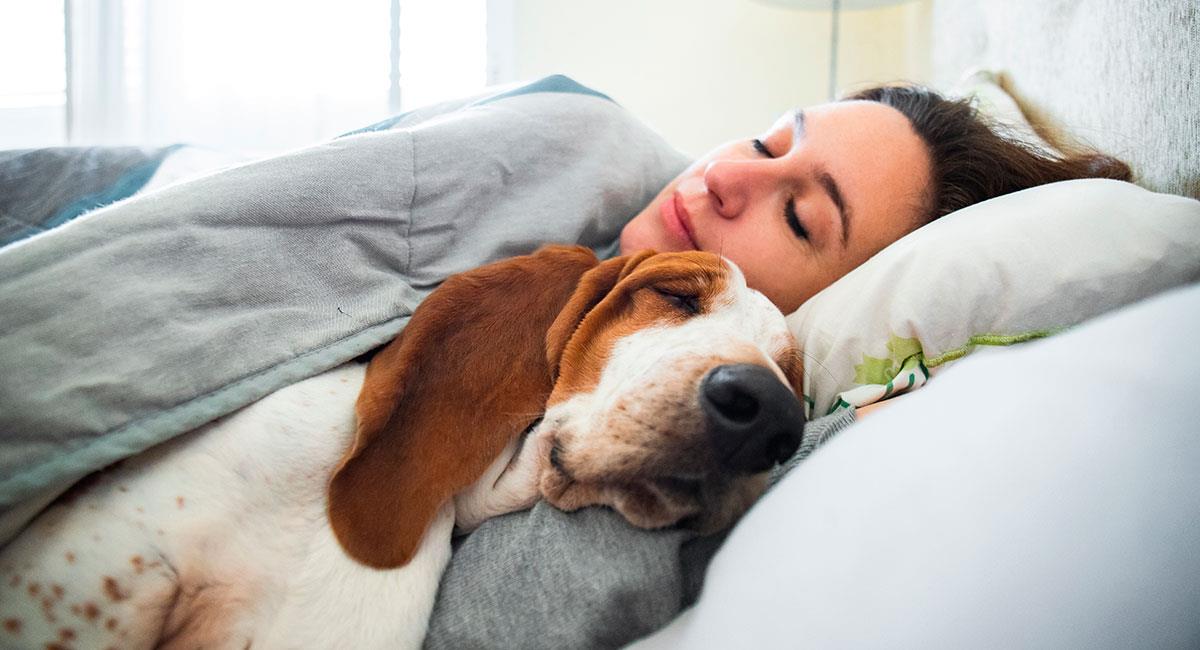 Beneficios de dormir con nuestras mascotas. Foto: Shutterstock