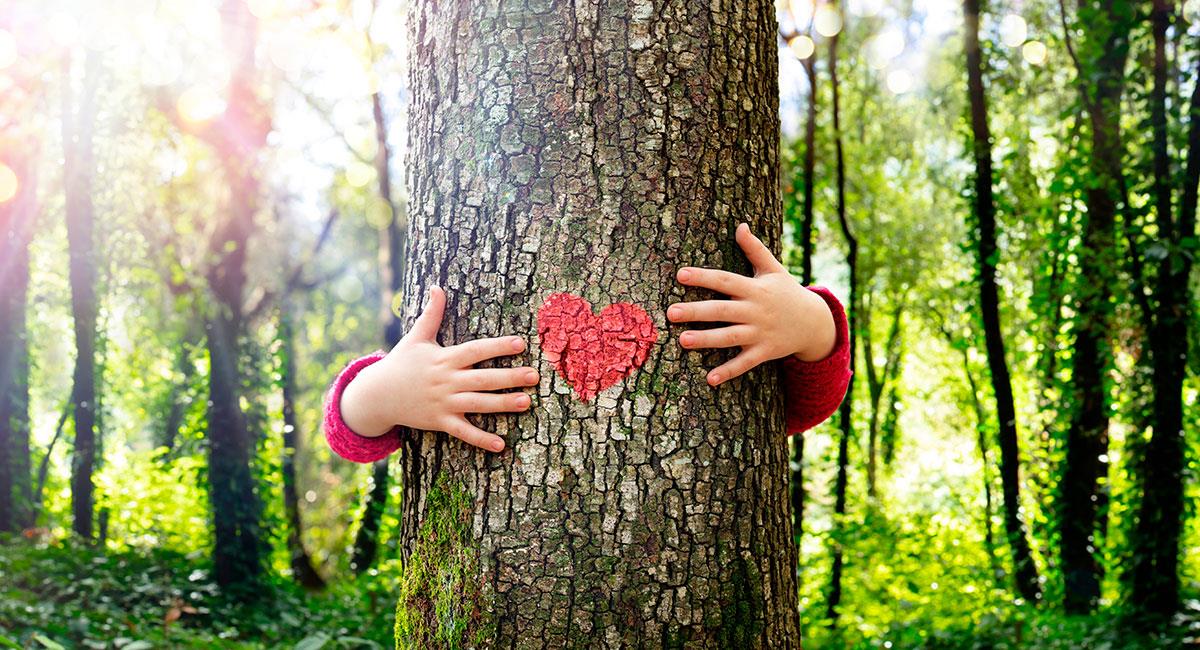 Los árboles son beneficiosos para la salud, según estudio. Foto: Shutterstock