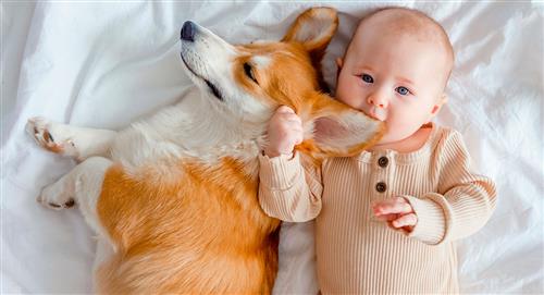Estuvo revela por qué tratamos a los bebés y a los perros de igual manera